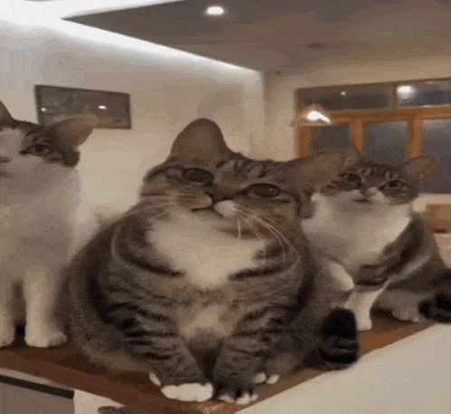 three cats are sitting next to each other on a table and looking up