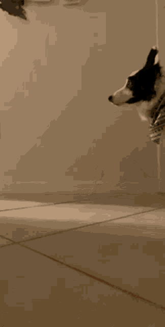 a person is doing a handstand while a dog watches