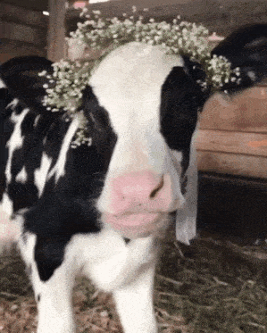 a cow wearing a flower crown on its head