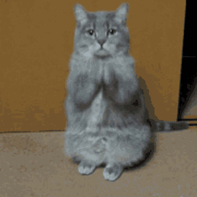 a gray cat is standing on its hind legs