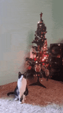 a black and white cat is standing in front of a christmas tree
