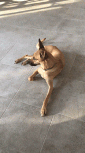 Dog Tail Wagging GIF - Dog Tail Wagging Funny Animals GIFs