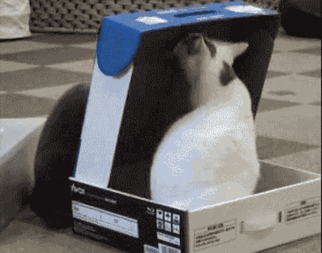Chat Cat GIF - Chat Cat GIFs