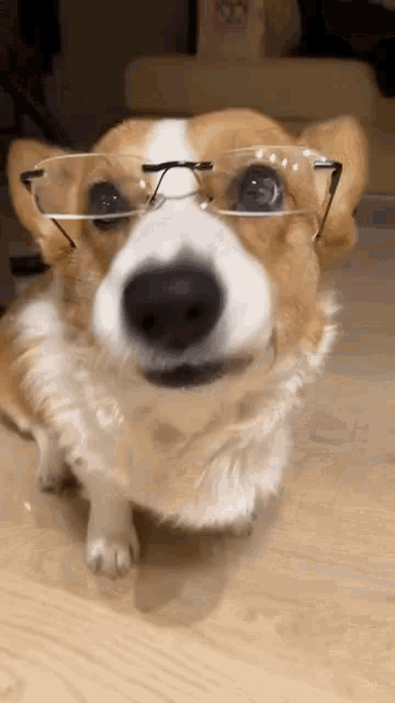 Dog Dog Glasses GIF - Dog Dog Glasses GIFs