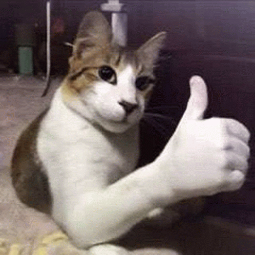 Cat Of Approval Ska999 GIF - Cat Of Approval Ska999 Getonwarthunder GIFs