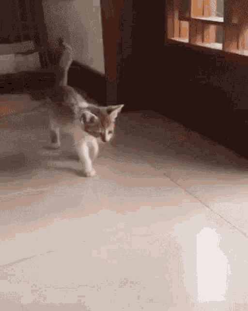 Kitten Cat GIF - Kitten Cat Lazy GIFs