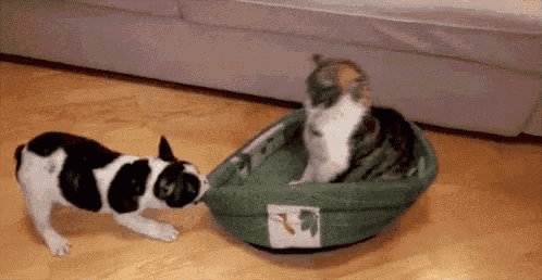 Kitty Dogs GIF - Kitty Dogs Cats GIFs