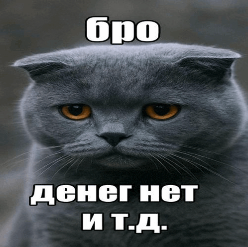 a cat with its ears folded looks at the camera with a caption in a foreign language