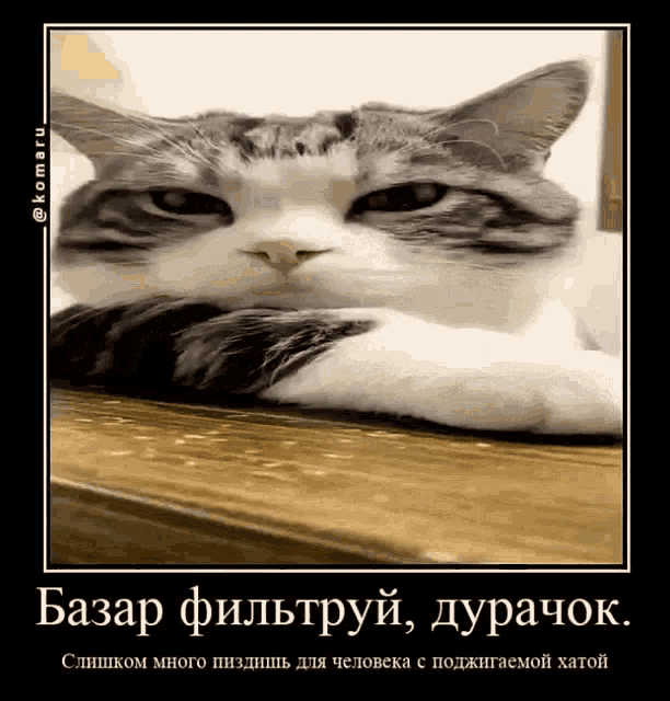 a cat is laying on a table with its head on its paw