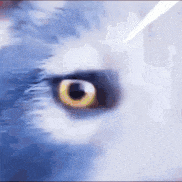 a close up of a cat 's eye with a light coming through it