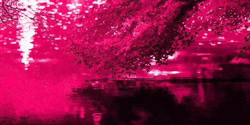 a tree with pink leaves is reflected in a body of water
