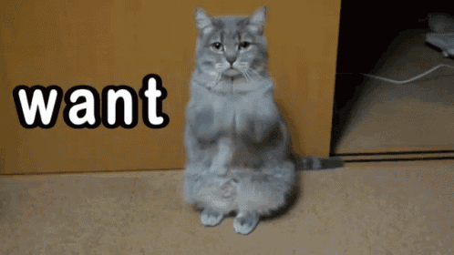 a cat is sitting on its hind legs with the word want written on the floor
