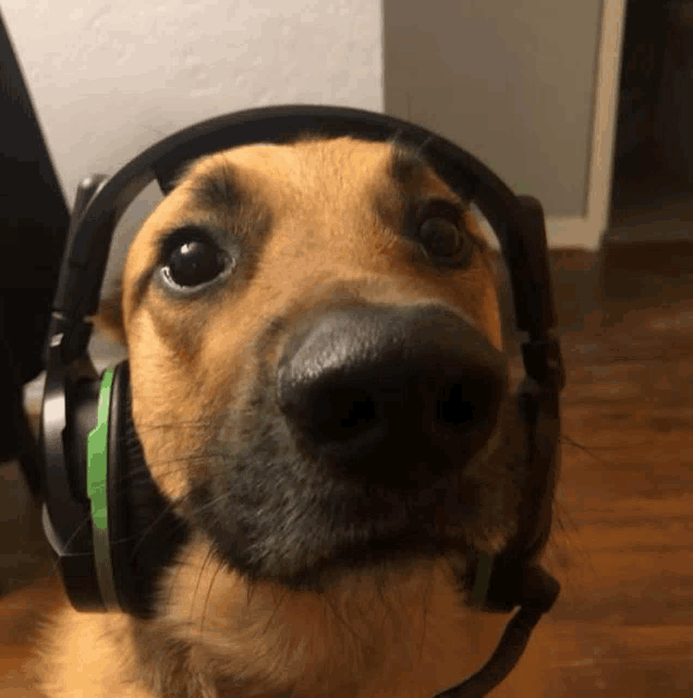 a close up of a dog wearing headphones on its head