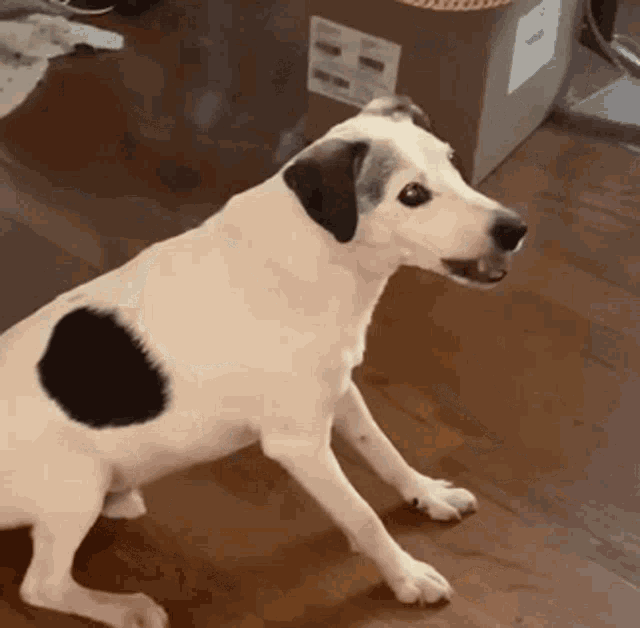 Rabid Dog Crazy Dog GIF - Rabid Dog Crazy Dog Show Teeth GIFs