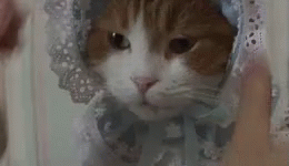 Kitty With Bonnet GIF