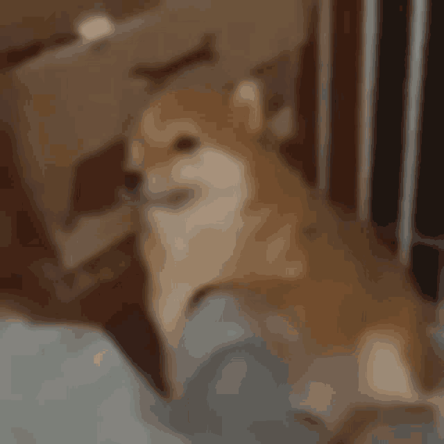 a dog is sitting on a person 's lap and looking at the camera