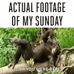 Actual Footage Of My Sunday Chillin GIF - Actual Footage Of My Sunday Chillin Monkey GIFs