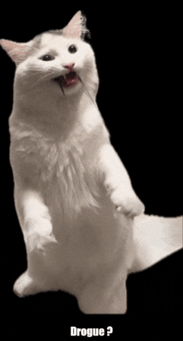 a white cat is standing on its hind legs with its mouth open and the words drogue written below it