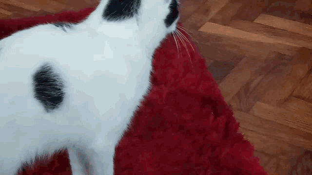 a black and white cat standing on a red carpet