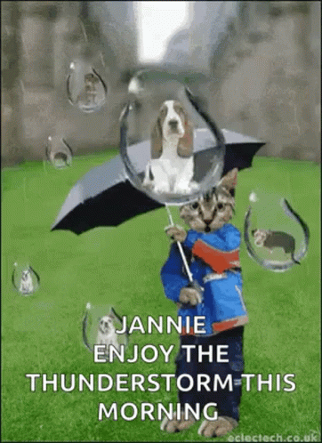 Raining Cats And Dogs GIF