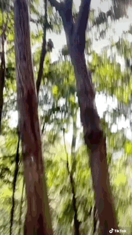 a blurry picture of trees in a forest