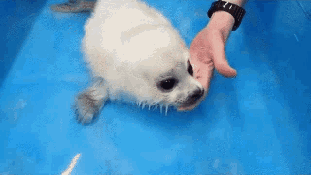Seal Cough Seal Cute Drown GIF - Seal Cough Seal Cute Drown Seal Learn How To Swim GIFs