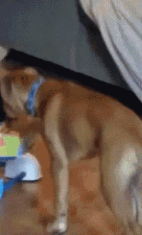 a dog wearing a blue collar is laying on the floor