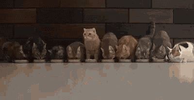 a row of cats are eating food from bowls on a table .