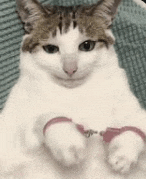 a close up of a cat wearing handcuffs .