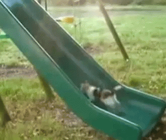 Cats Slide GIF - Cats Slide Running GIFs