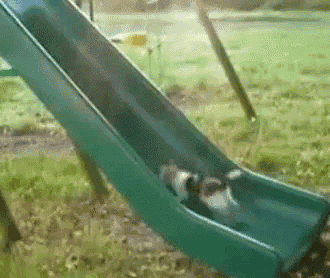 two dogs are going down a slide in a park .
