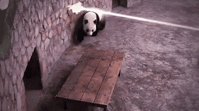 a panda bear is standing on a wooden table in a zoo enclosure .