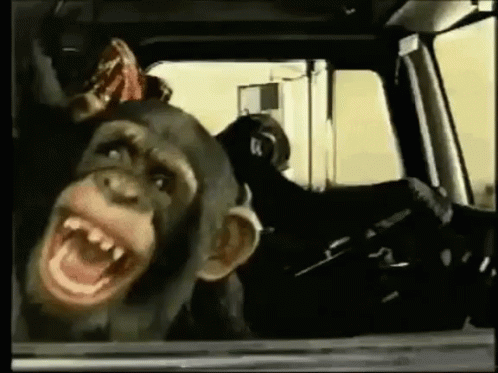 Monkey Laughing GIF - Monkey Laughing Hahaha GIFs