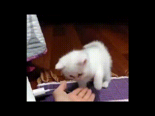 a white kitten is being high fived by a person