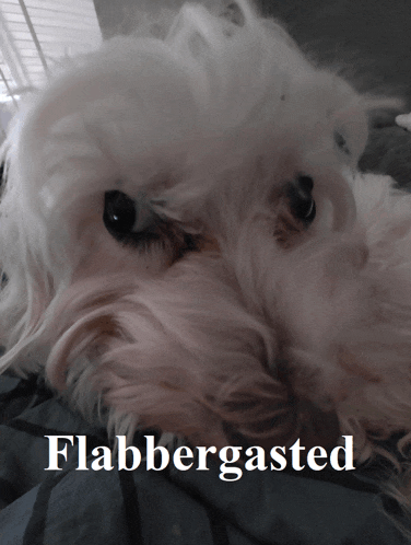 a white dog laying on a bed with flabbergasted written on the bottom