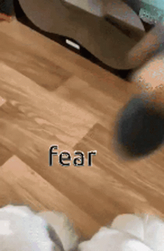 Fear Scared GIF - Fear Scared Cat GIFs