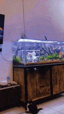 Cat Fish GIF - Cat Fish Tank GIFs