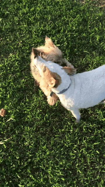 two dogs are playing in the grass and one of them has a tag on its collar