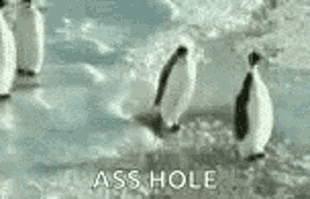 Jerk Penguin GIF - Jerk Penguin Asshole GIFs