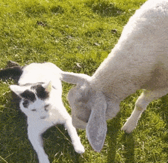 a black and white cat laying next to a white sheep