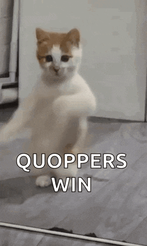 a cat is standing on its hind legs in front of a mirror with the words `` quoopers win '' written on it .