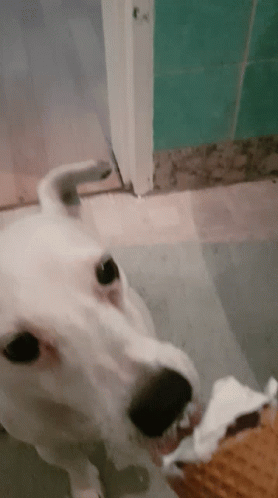 Ice Cream Jack Russell GIF - Ice Cream Jack Russell All White GIFs
