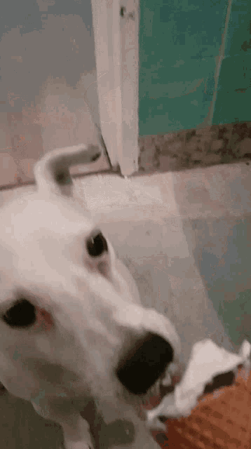 a close up of a dog 's face with a piece of paper in its mouth