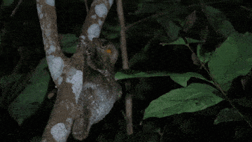 a lizard hanging from a tree branch with a leaf in its mouth