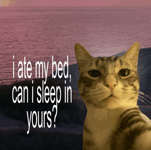 a cat with the words " i ate my bed can i sleep in yours " above it