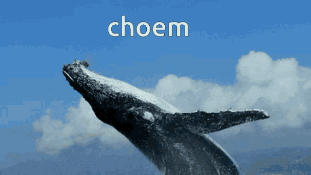 Choem Whale GIF - Choem Whale Whale Choem GIFs