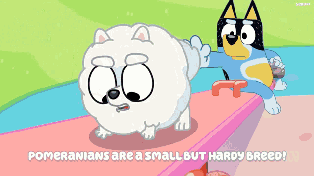 a pomeranian is a small but hardy breed