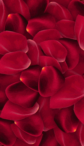 a close up of a bunch of red petals with a yellow center
