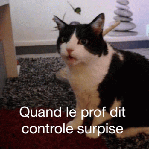 Chat Controle GIF - Chat Controle Controlesurprise GIFs