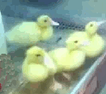 Ducklings Ducks GIF - Ducklings Ducks Duckies GIFs